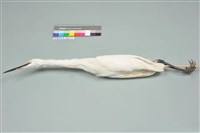 藏品(小白鷺)的圖片